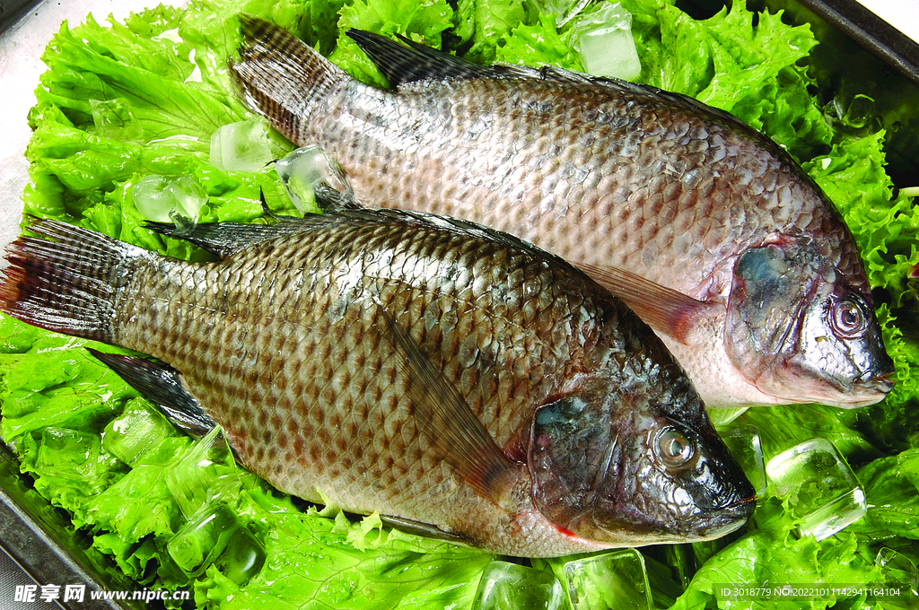 羅非魚