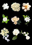 白色花卉分层素材png