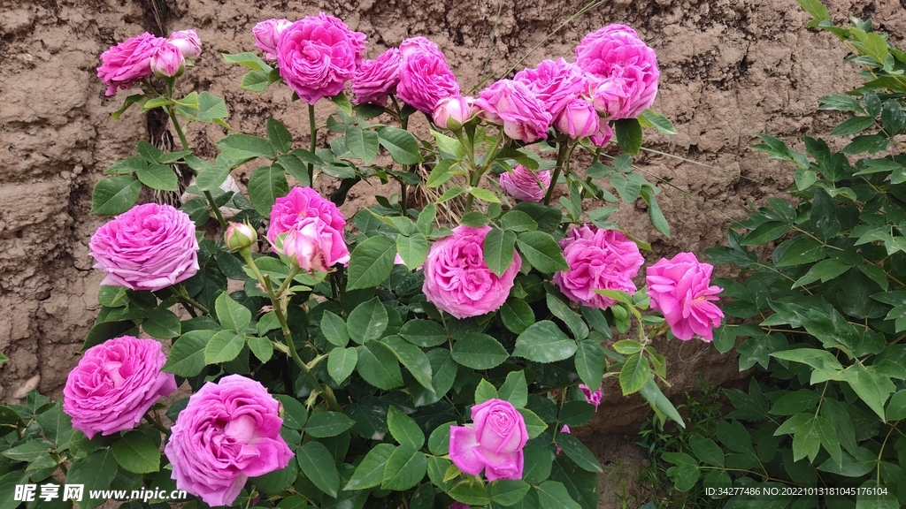 月季花