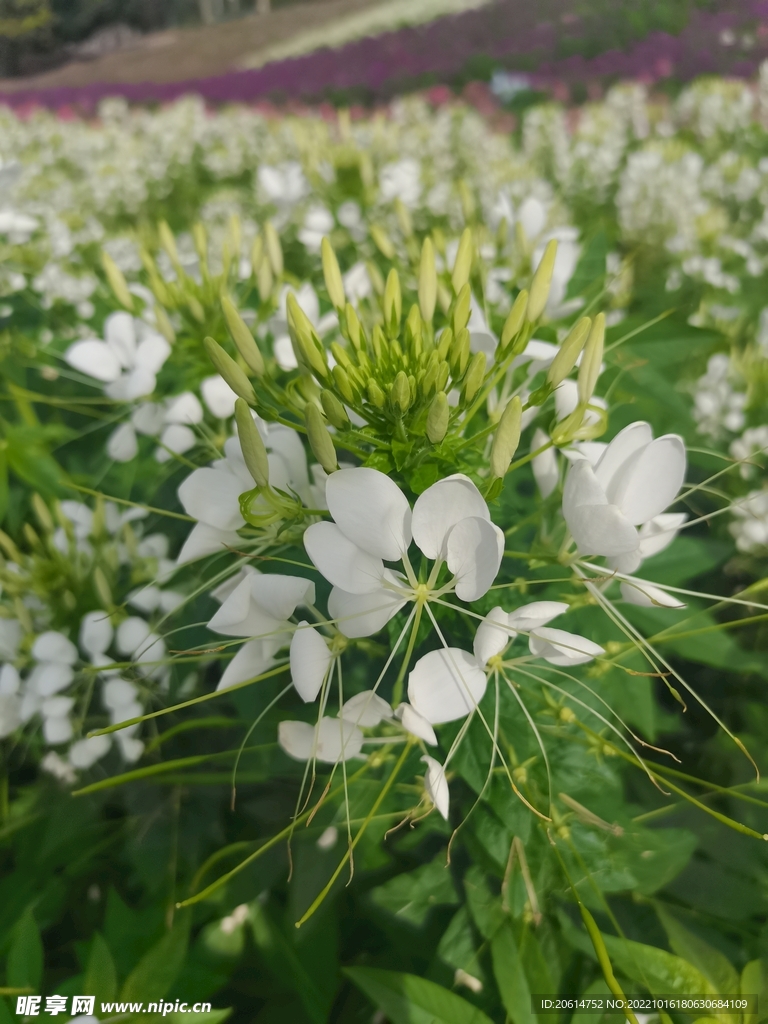 美丽的蝶恋花