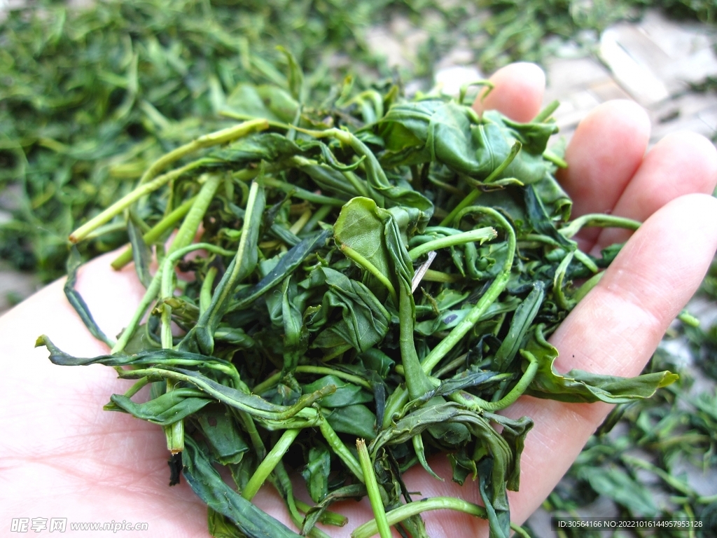 新鮮茶葉