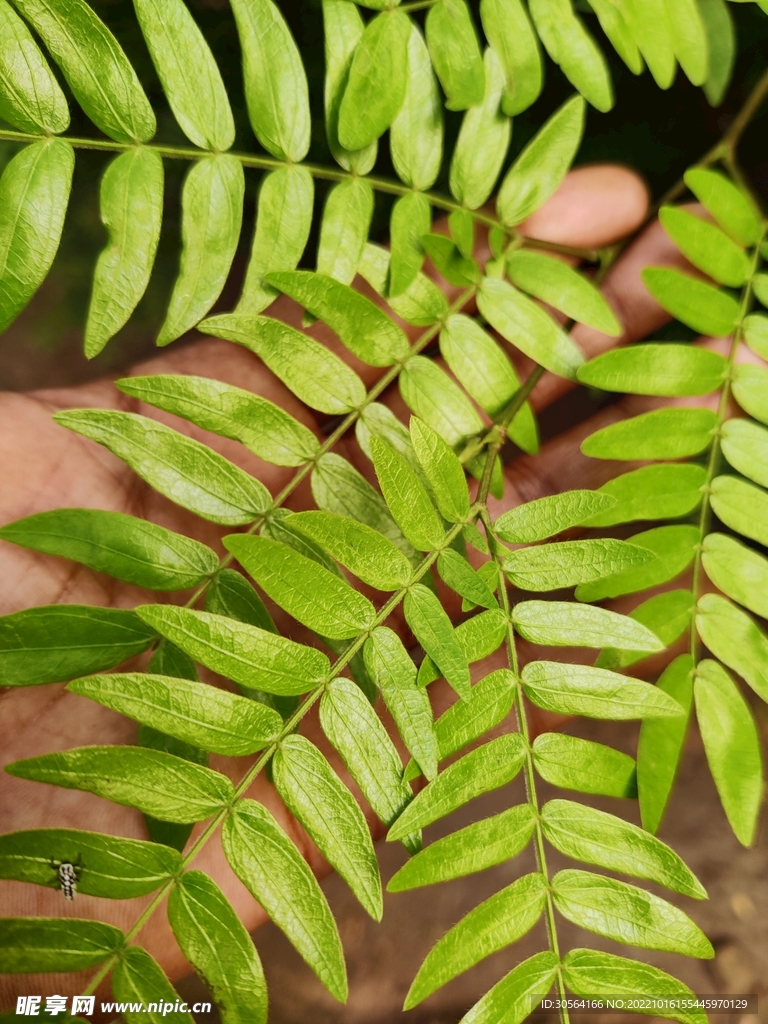 夏季綠葉