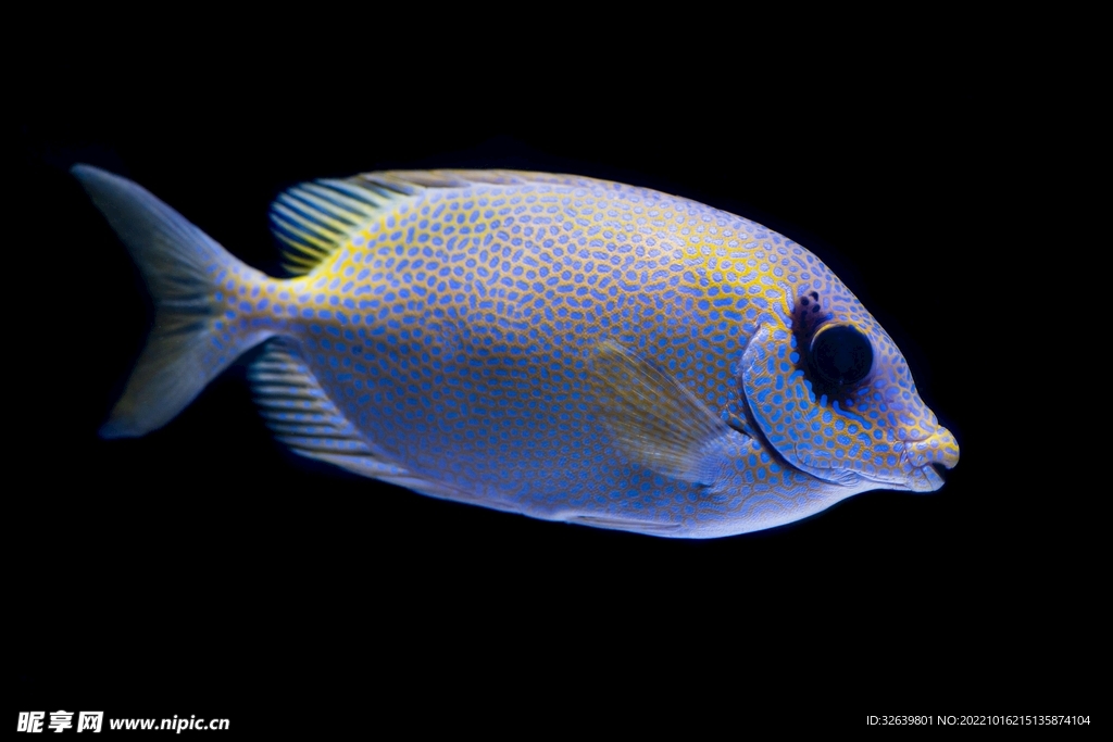 觀賞魚