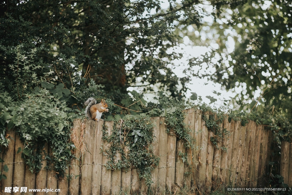 篱笆上的松鼠