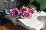 紫霞仙子玫瑰