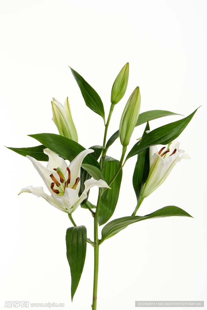 百合