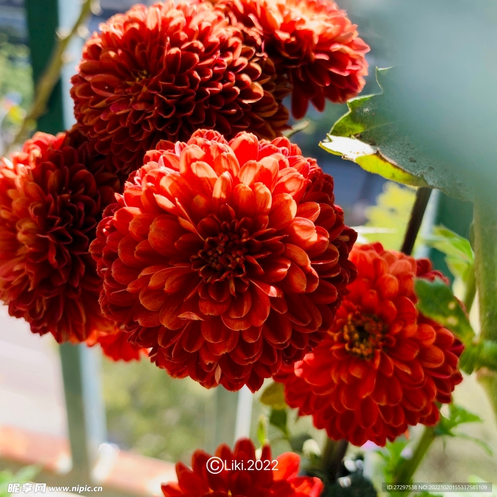 深紅菊