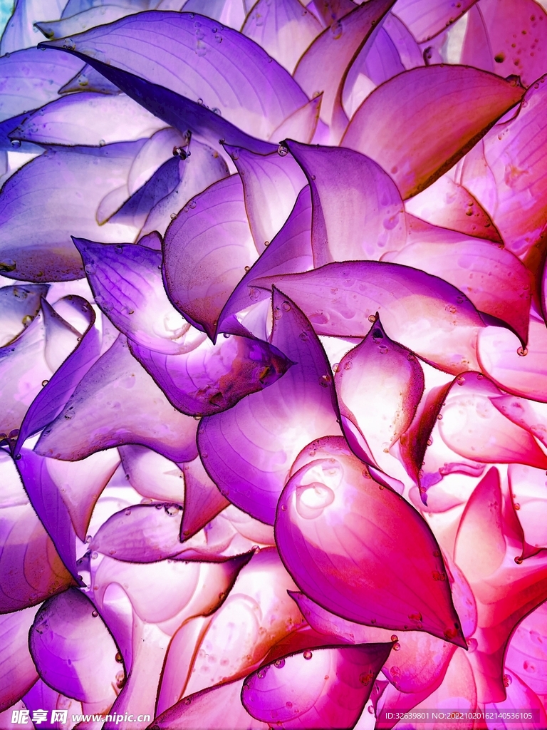 紫色花瓣