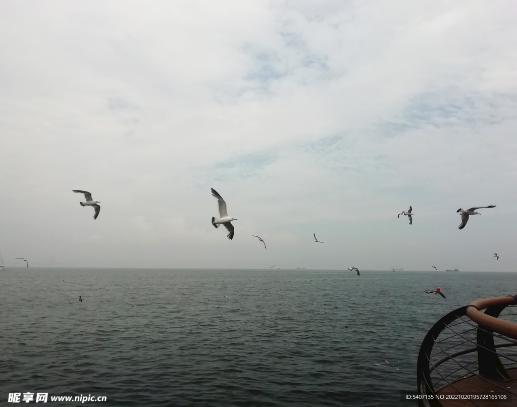 海浪 海鷗