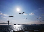 阳光 沙滩 海浪 海鸥 大桥