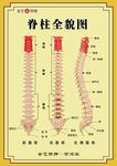 脊柱全貌图