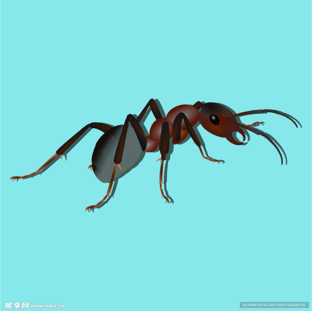 蚂蚁矢量素材插画