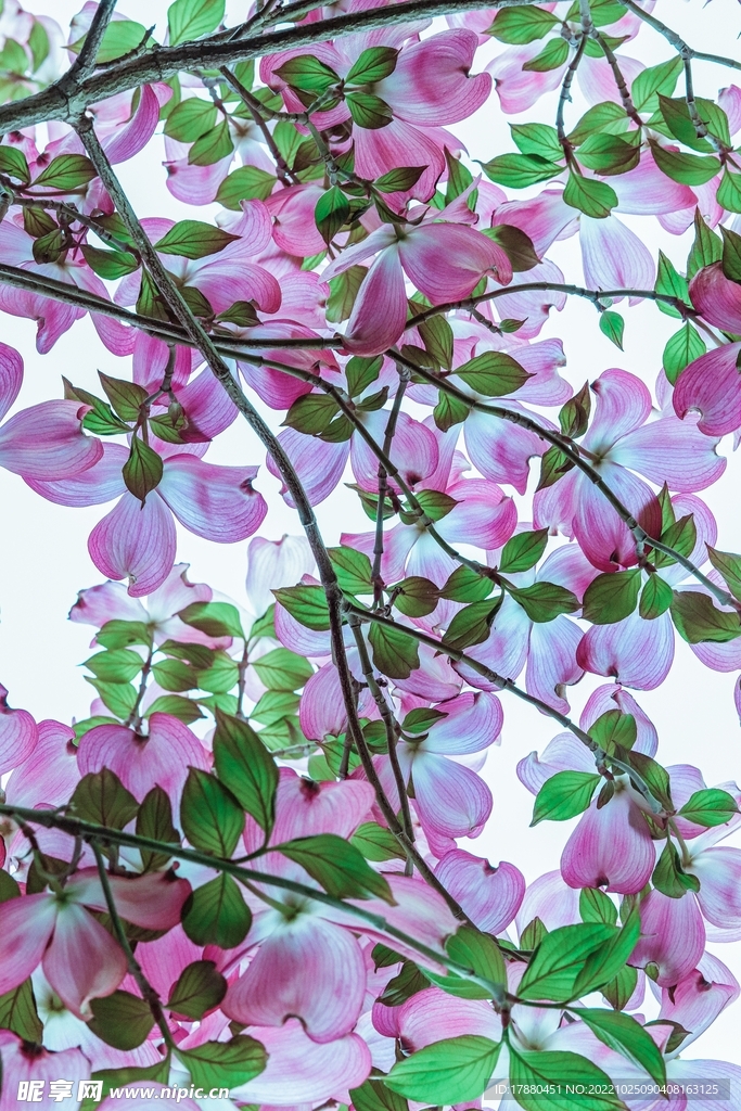 洋紫荊