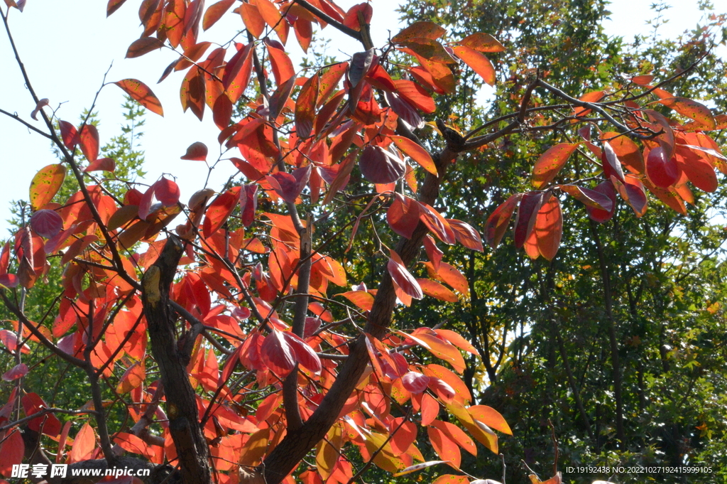 柿樹紅葉  
