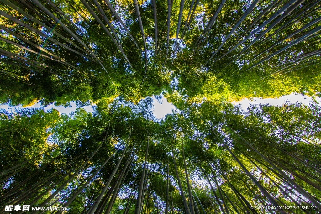 仰望竹林