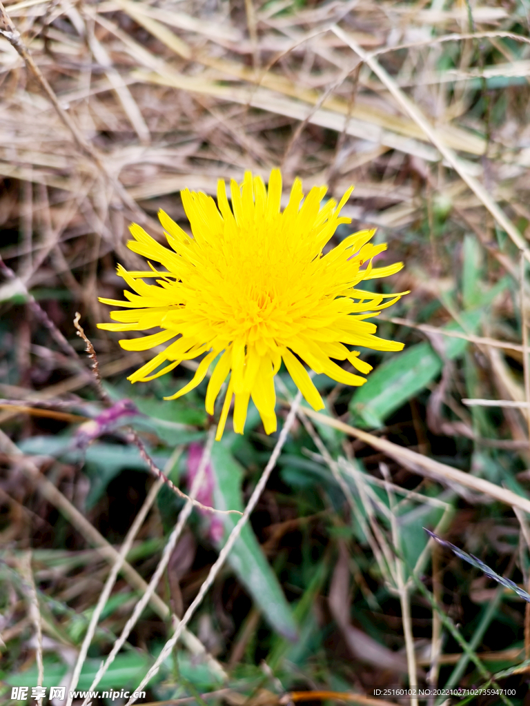黃花苗花