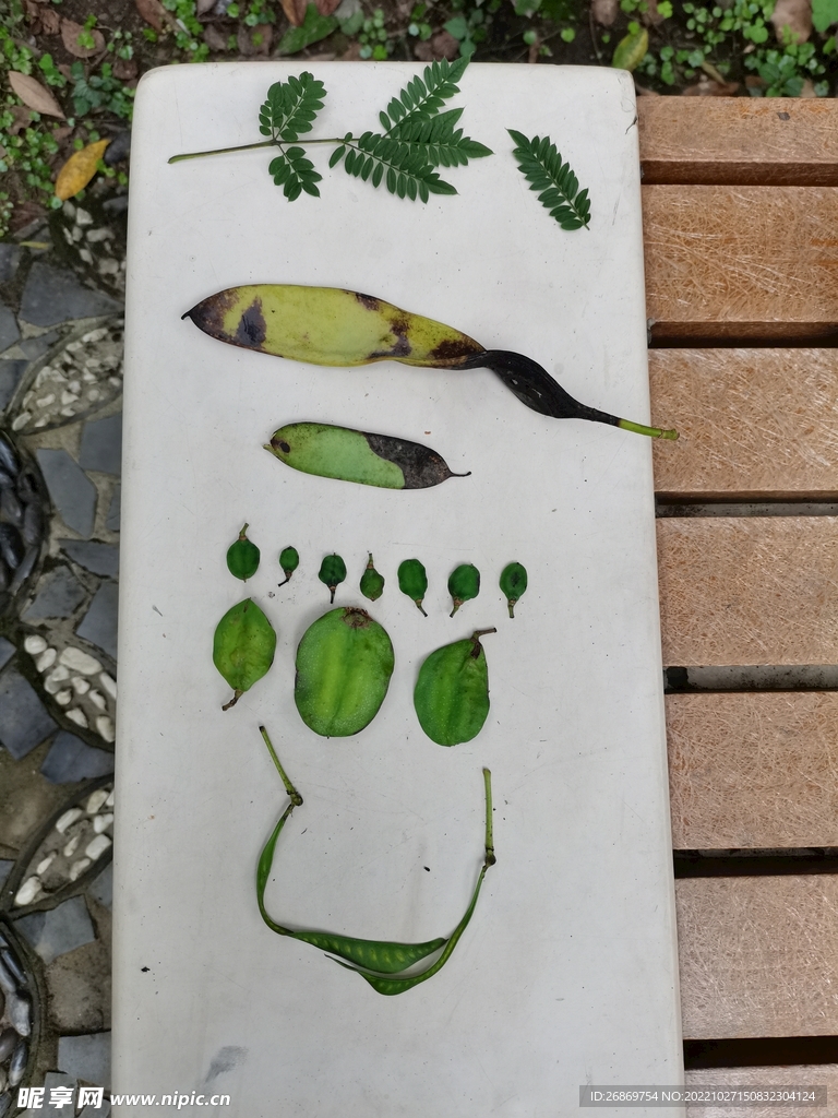 植物作品