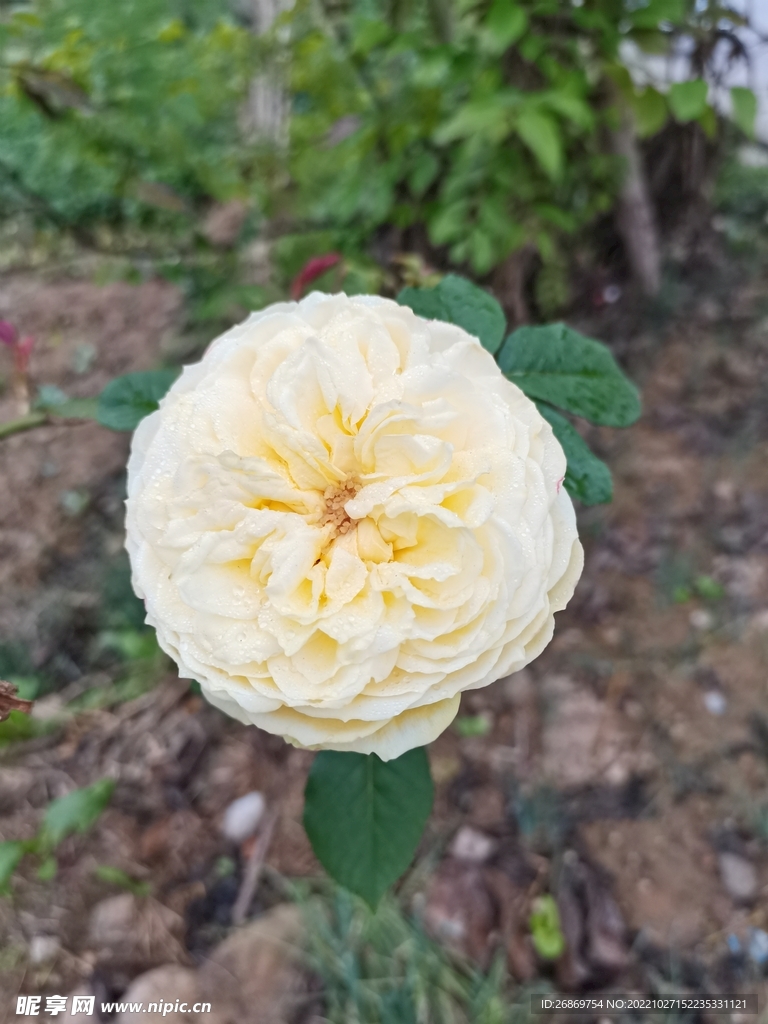 盛開的月季花
