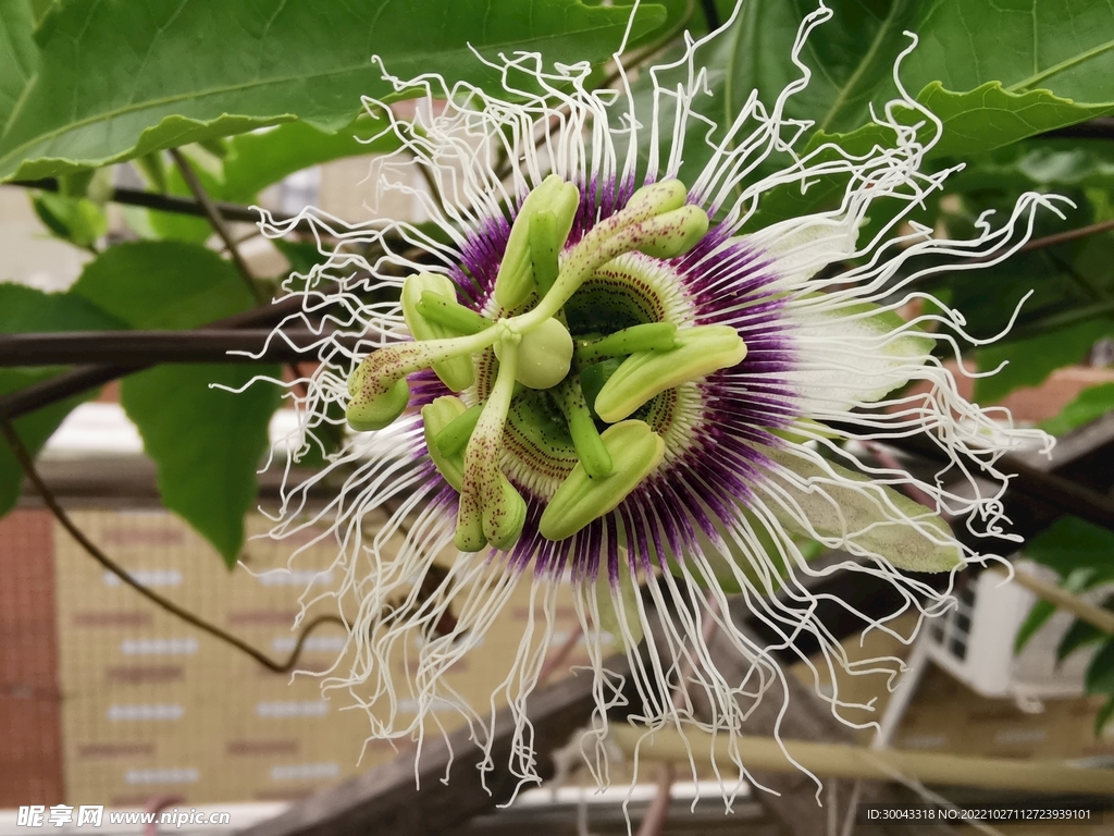 花