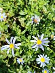 藍色小花