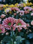 花卉