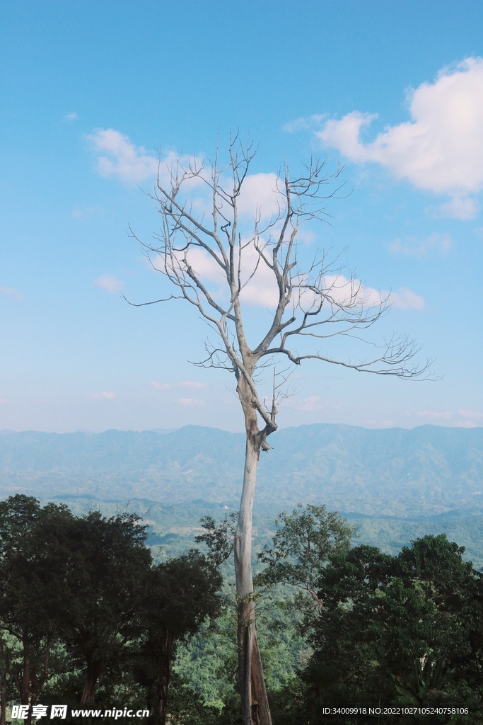 風(fēng)景樹