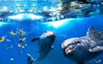 海底世界海豚两只母子海龟