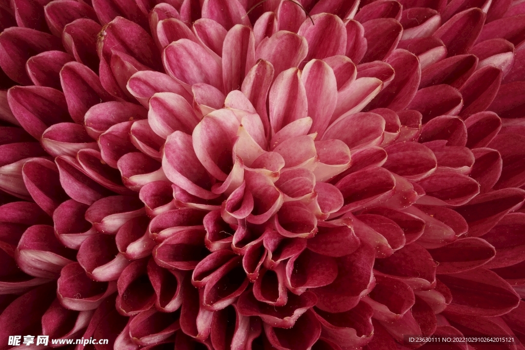菊花花瓣