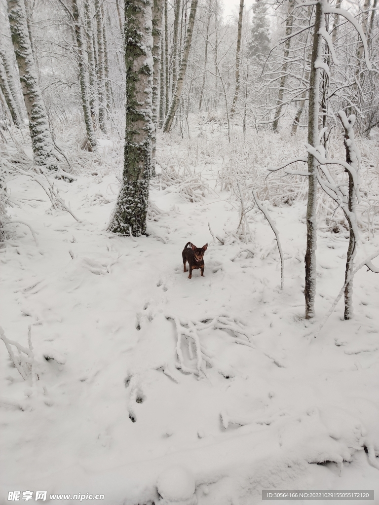冬季雪地