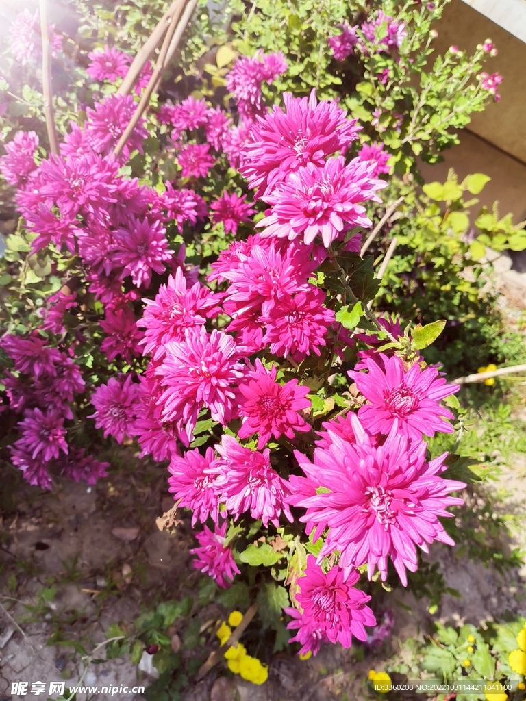 菊花