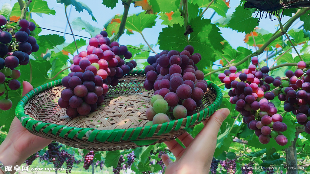 葡萄创意农业