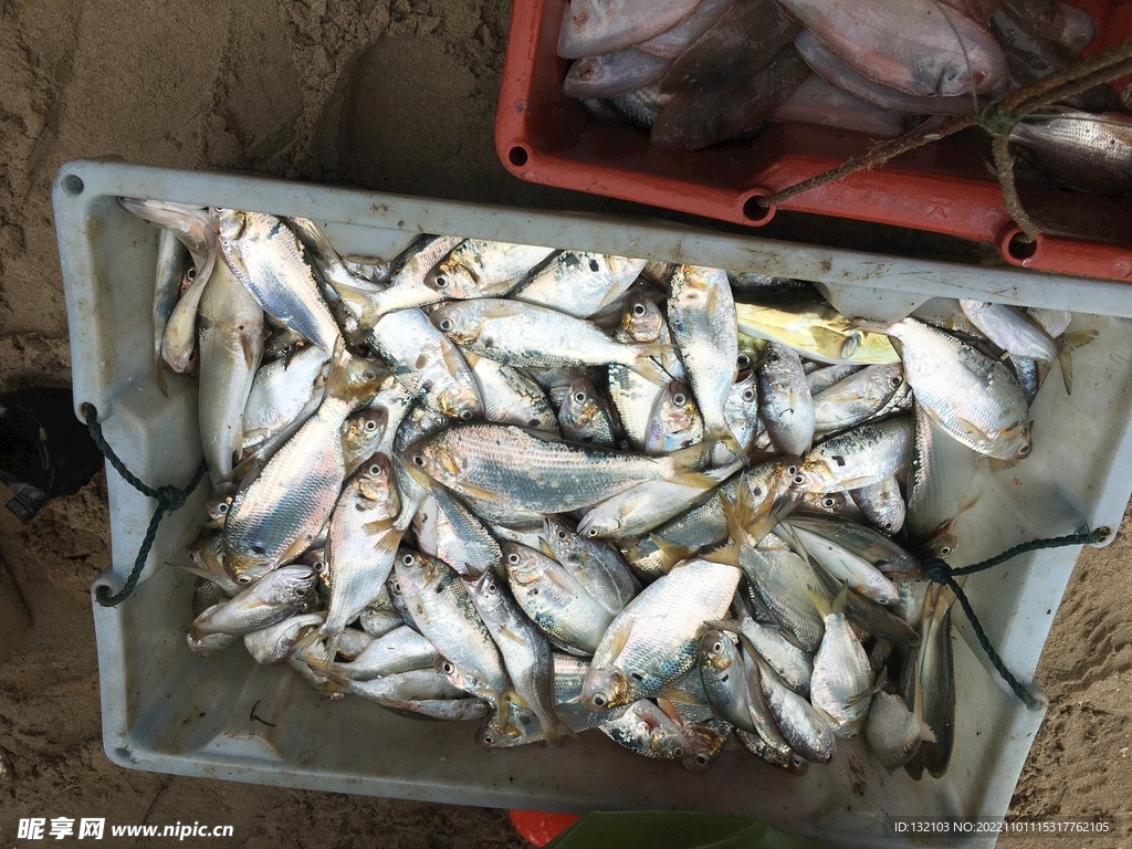 海鮮魚
