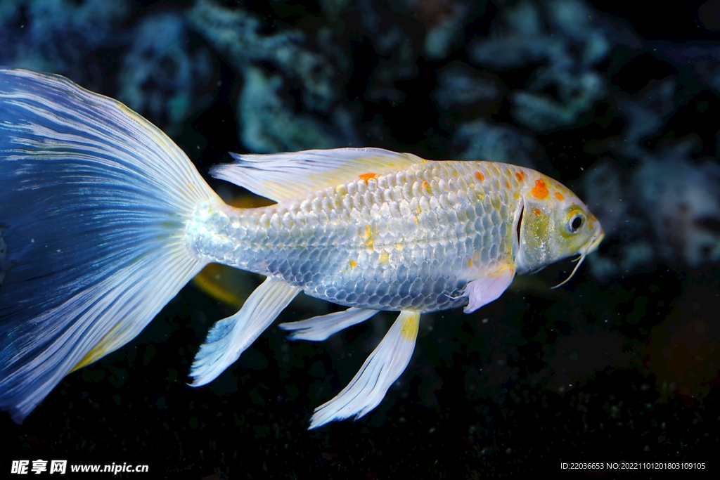 水族馆孔雀鱼