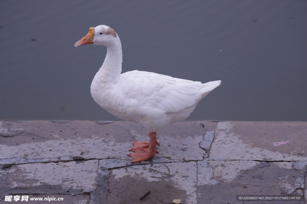 池塘边的大白鸭
