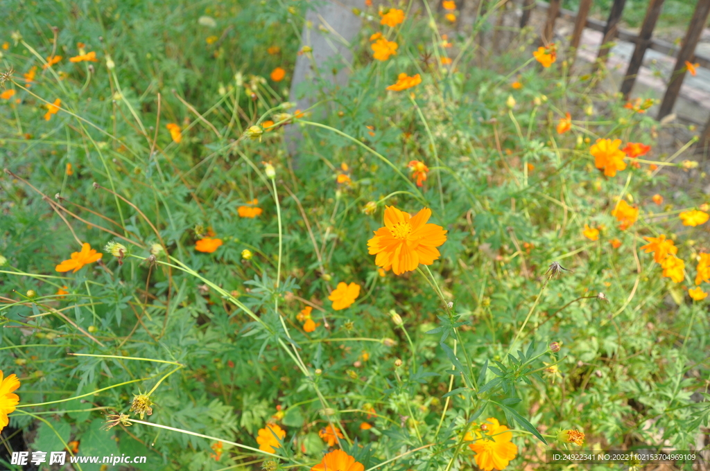 花草