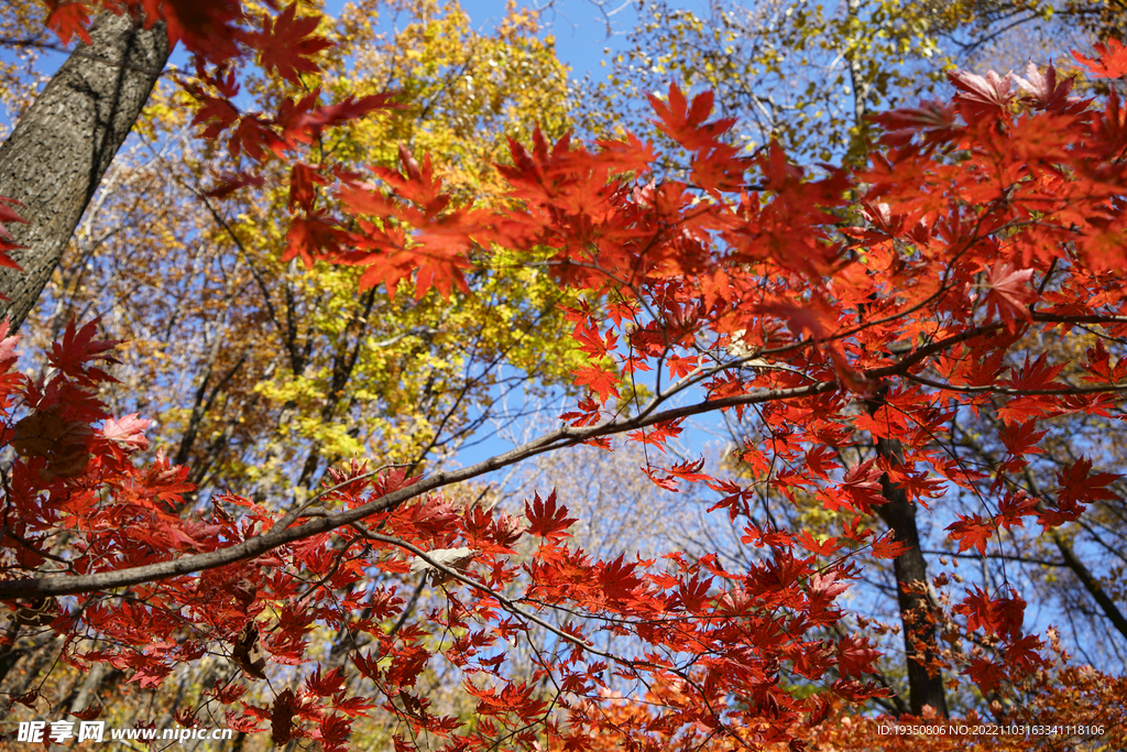 秋天山里火紅的楓葉