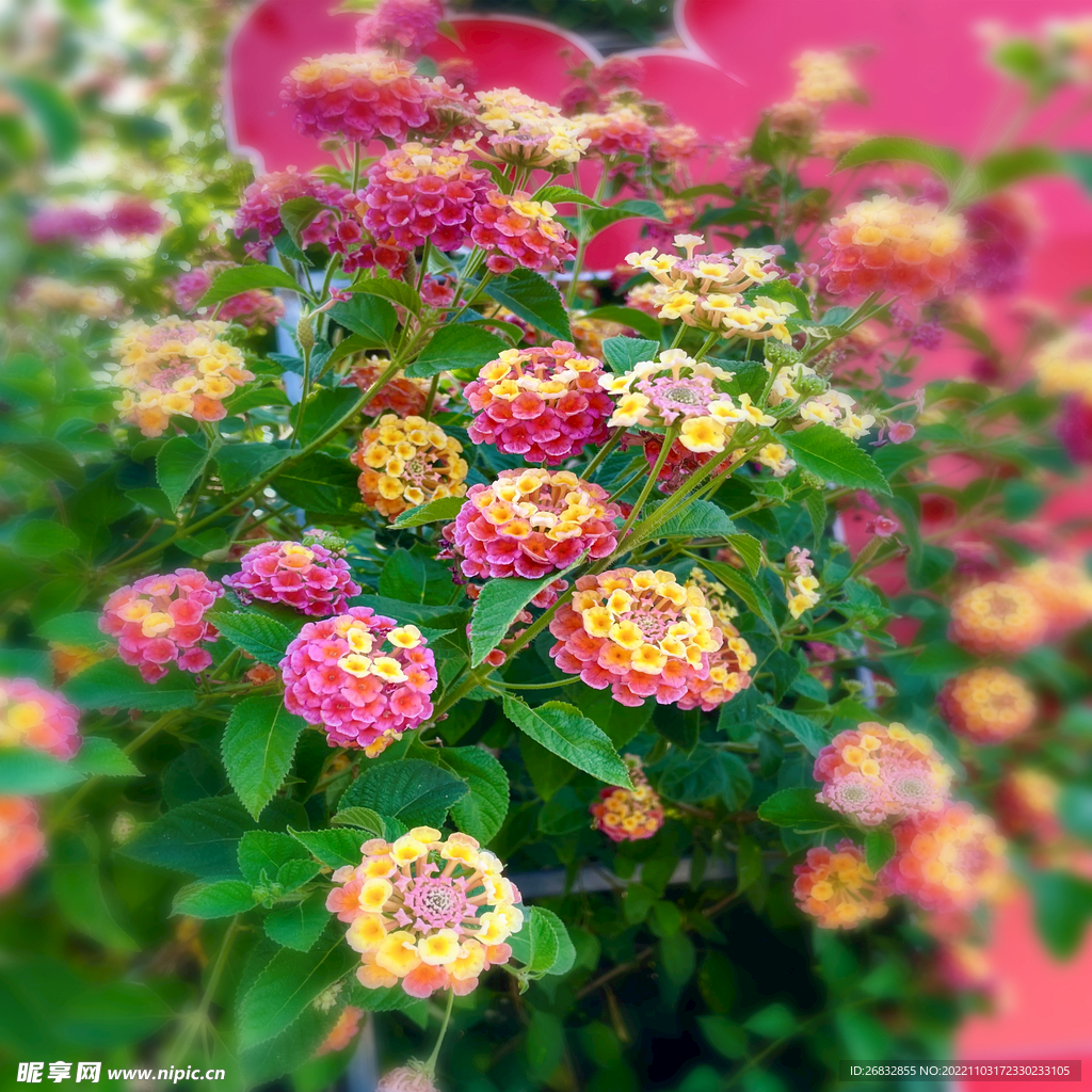 五色梅花园的花