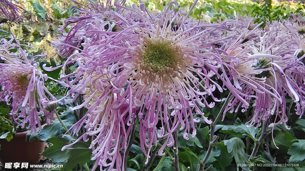 紫色花