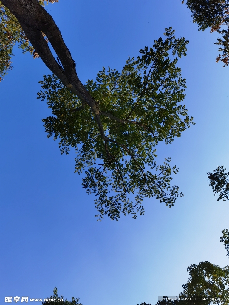 仰望蓝天之树