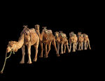 骆驼元素