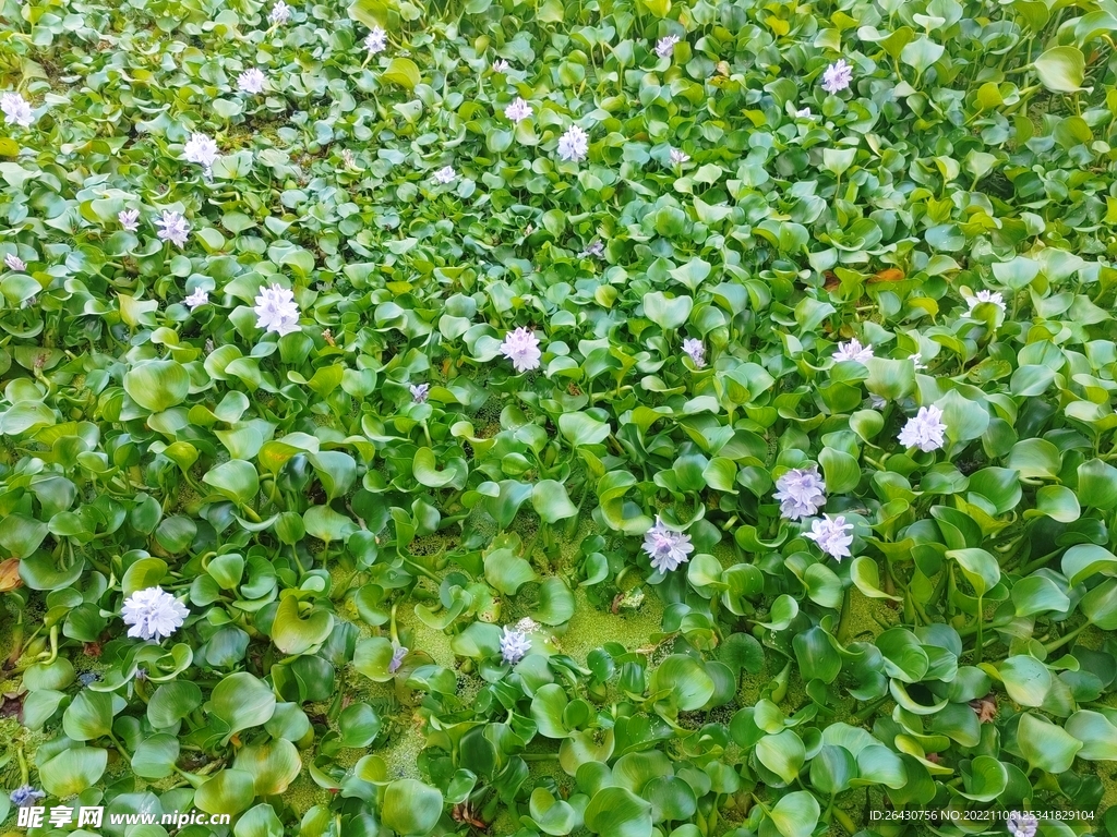 水葫蘆花