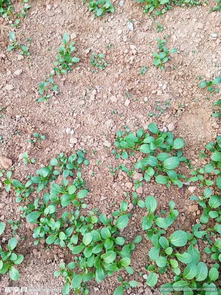 長的不好的青菜