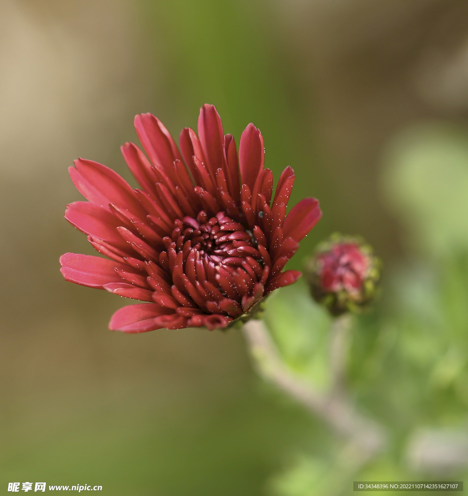 紅色秋菊
