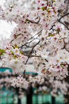 南浦大桥下的樱花