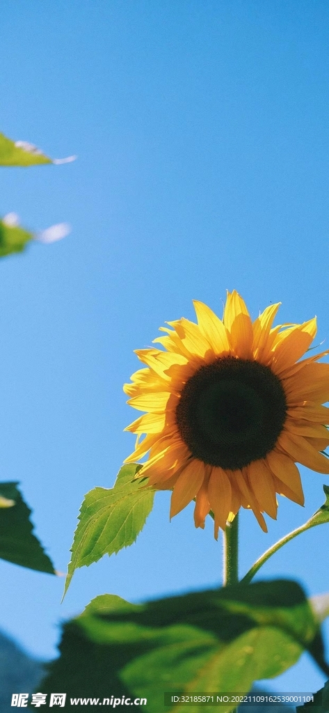 葵花圖片 