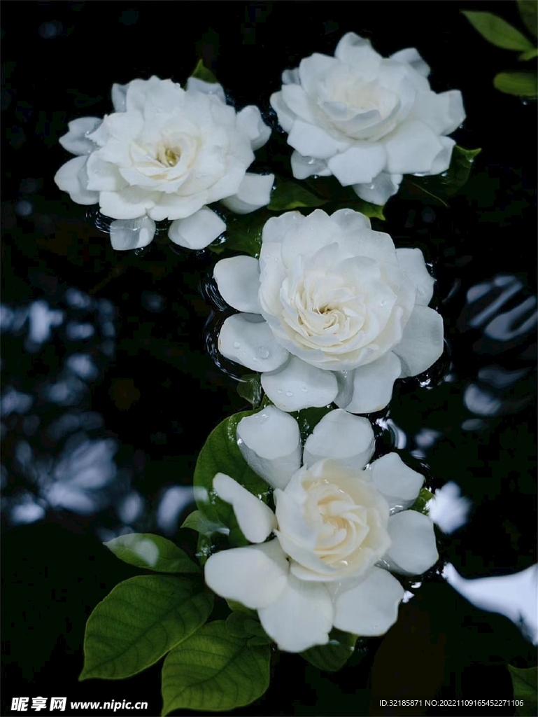梔子花圖片 