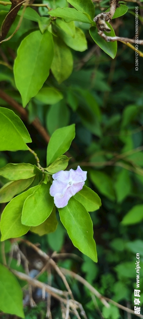 綠植