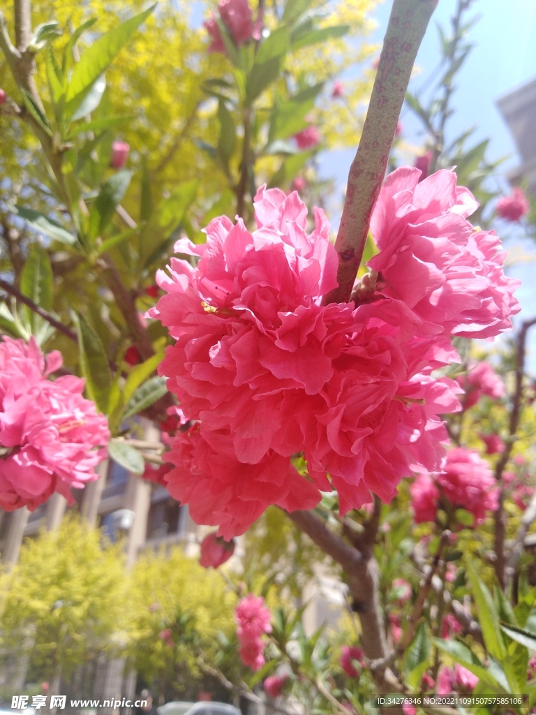 小紅花