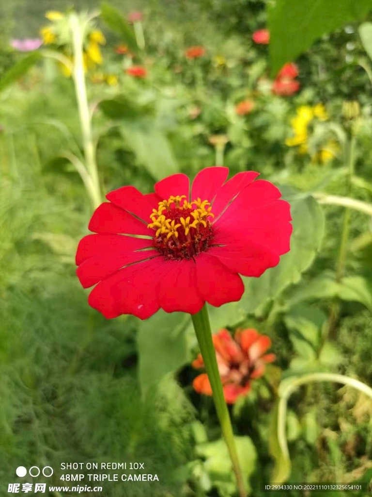 花朵
