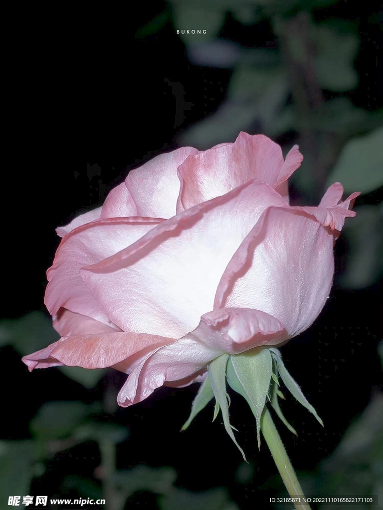 月季花圖片